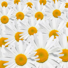 Fototapeta premium Daisy flower texture
