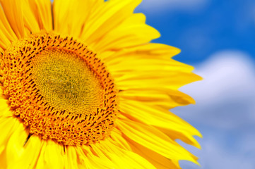 Naklejka premium Sunflower