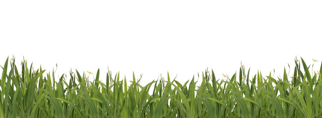 green grass background ready for your design