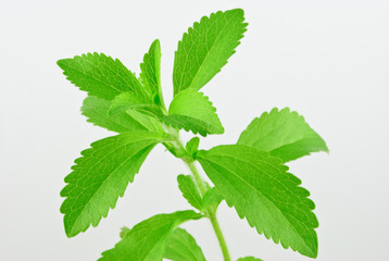 Stevia