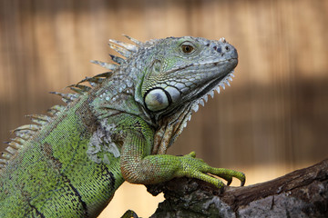 Grüner Leguan