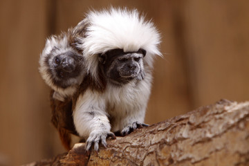 Naklejka premium Lisztaffe mit Jungtier