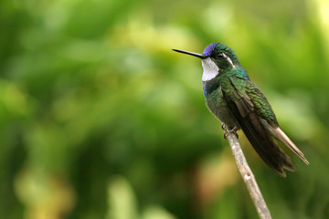Kolibri in Costa Rica