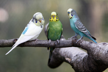 Naklejka premium Drei Wellensittiche auf einem Ast