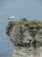 mouette etretat