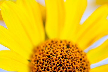 Rudbeckia