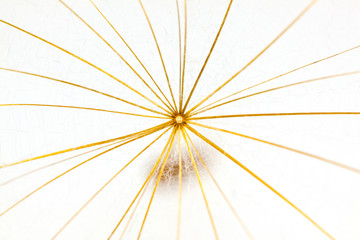 Obraz premium Pusteblume