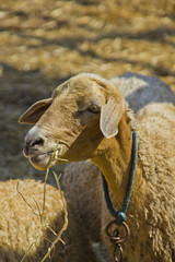 Obraz premium Head of sheep in close-up
