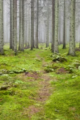 Rolgordijnen Hiking trail through a forest © Lars Johansson