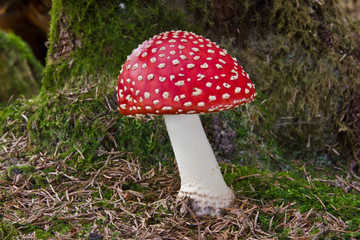 Fliegenpilz vor Fichte