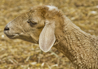 Obraz premium Head of young sheep
