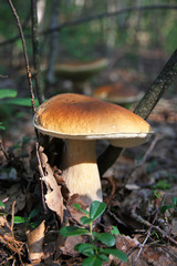 Edible Boletus Edulis mushroom in the forest