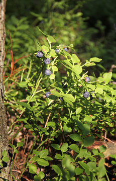 Bushes of blueberries in a forest