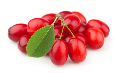 Ripe cornel