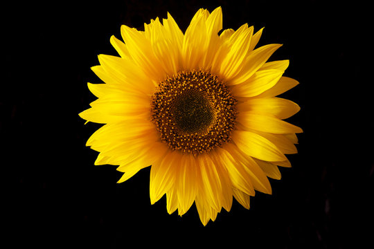 Sonnenblume vor schwarz