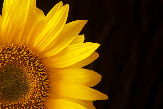 Sonnenblume vor schwarz Ausschnitt Detail