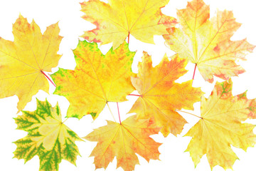 Obraz premium Background, wallpaper-perfect autumn leaf .