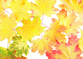 Background, wallpaper-perfect autumn leaf .