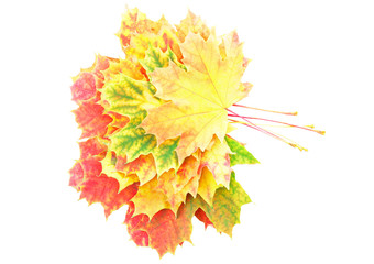 Heap of perfect Autumn Leaf over white. Isolated