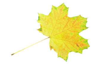 Single a utumn Leaf over white. Isolated