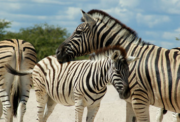 Fototapeta na wymiar stado zebr Etosha ma