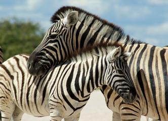 Fototapeta na wymiar rodzina zebry Etosha 2