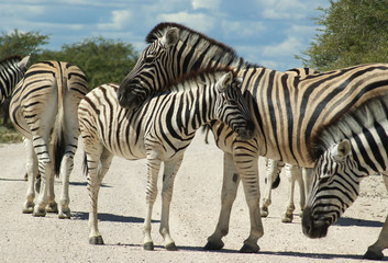 famille de zebres a Etosha 3