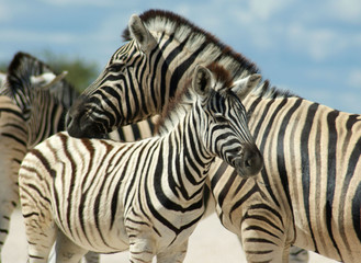 Fototapeta na wymiar rodzina zebry Etosha