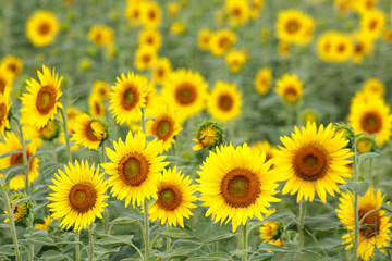 Sunflower in Flower Garden / GREEN