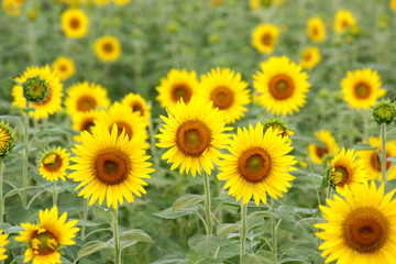 Sunflower in Flower Garden / GREEN