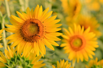 Sunflower in Flower Garden
