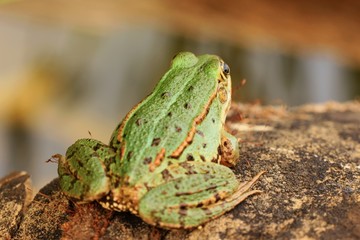 grüner frosch V