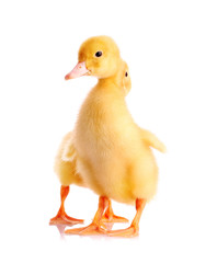 two yellow ducks isolated on white