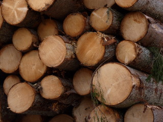 Logs