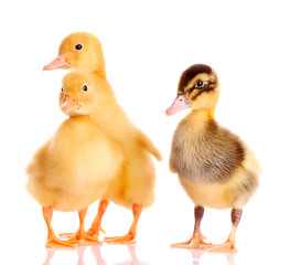 little yellow ducklings isolated on white
