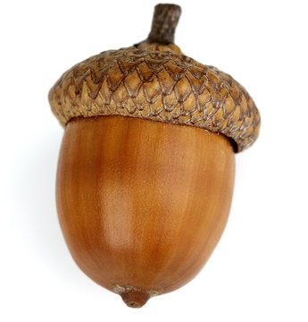 Fototapeta Dried acorn