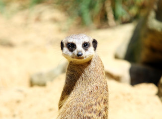Fototapeta premium Suricata suricatta