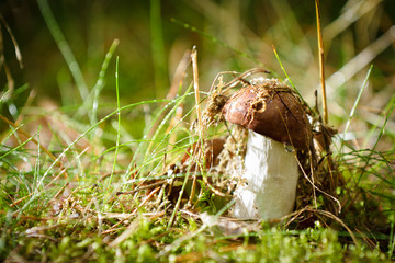 Mushroom in the forest at sunset with dewdrop