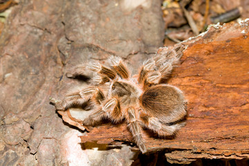 Tarantula in its Natural Habitat