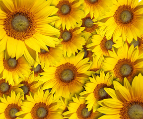 Obraz premium sunflower Background