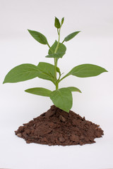 Trees and soil on  white background
