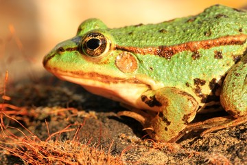 grüner frosch IV