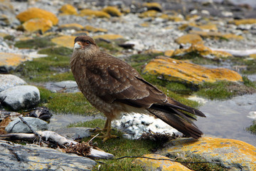 Falcon in Ushuaia