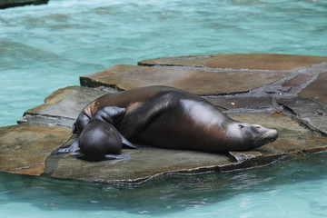 Fototapeta premium Seelöwenweibchen