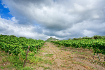vineyard in wine region Etna, Sicily