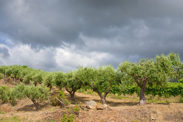 Fototapeta na wymiar drzewa oliwne pod szarymi chmurami