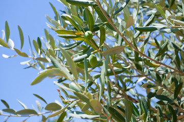 green olive tree with olive