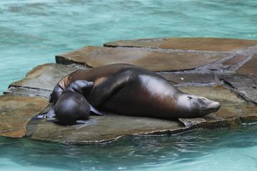 Fototapeta premium Seelöwenweibchen