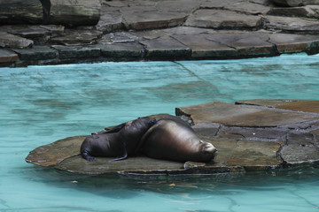 Fototapeta premium Seelöwenweibchen