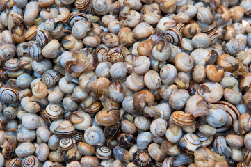 bovoletti, fresh snails